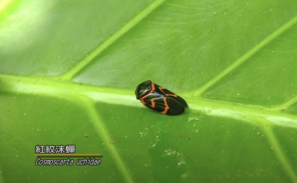 cosmoscarta uchidae