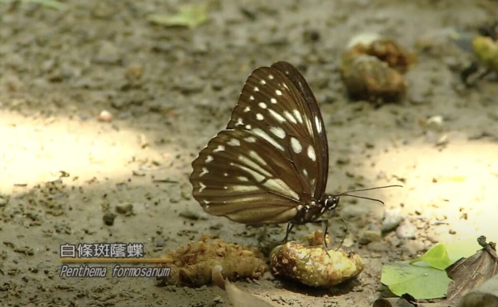 penthema formosanum