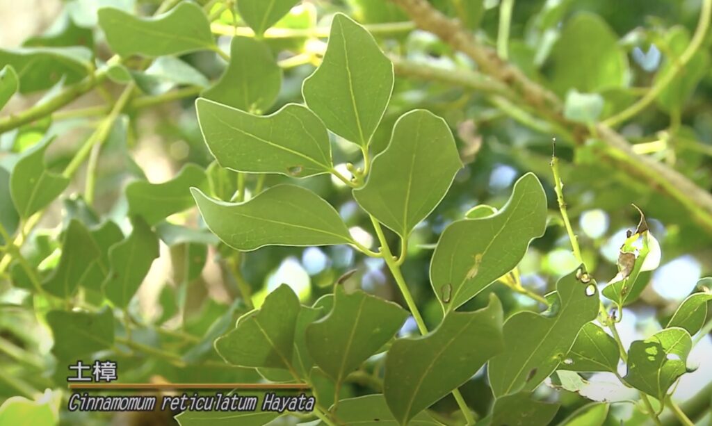 Cinnamomum reticulatum hayata