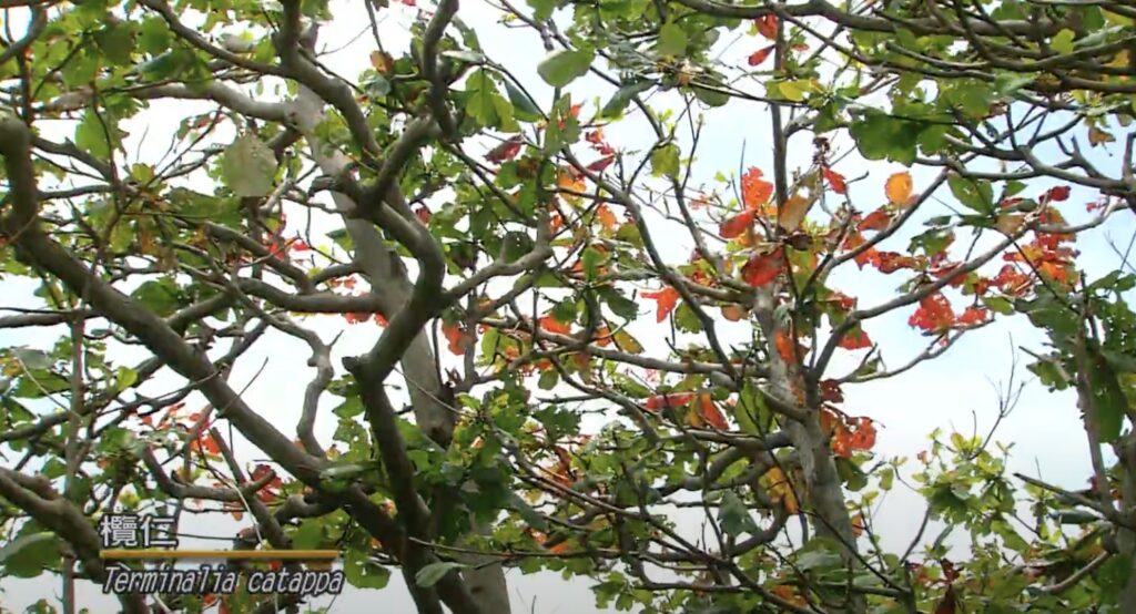 Terminalia catappa