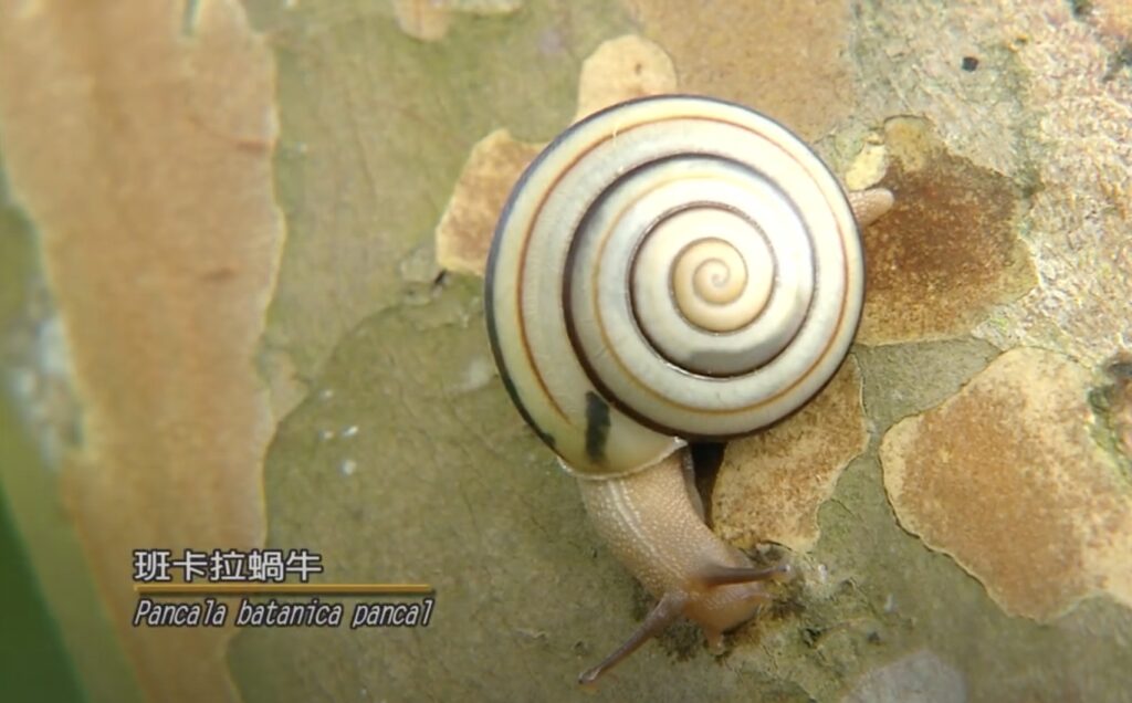 Pancala batanica snail