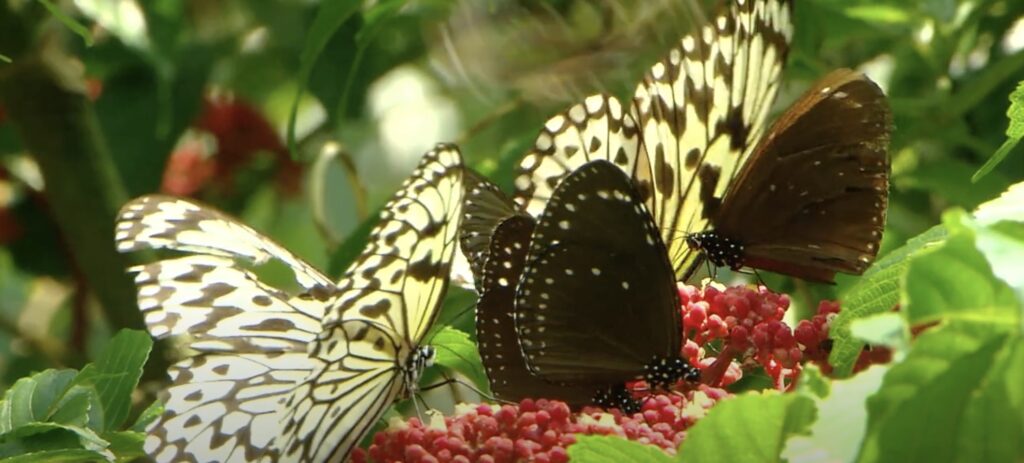 butterflies in nanshanren reserve