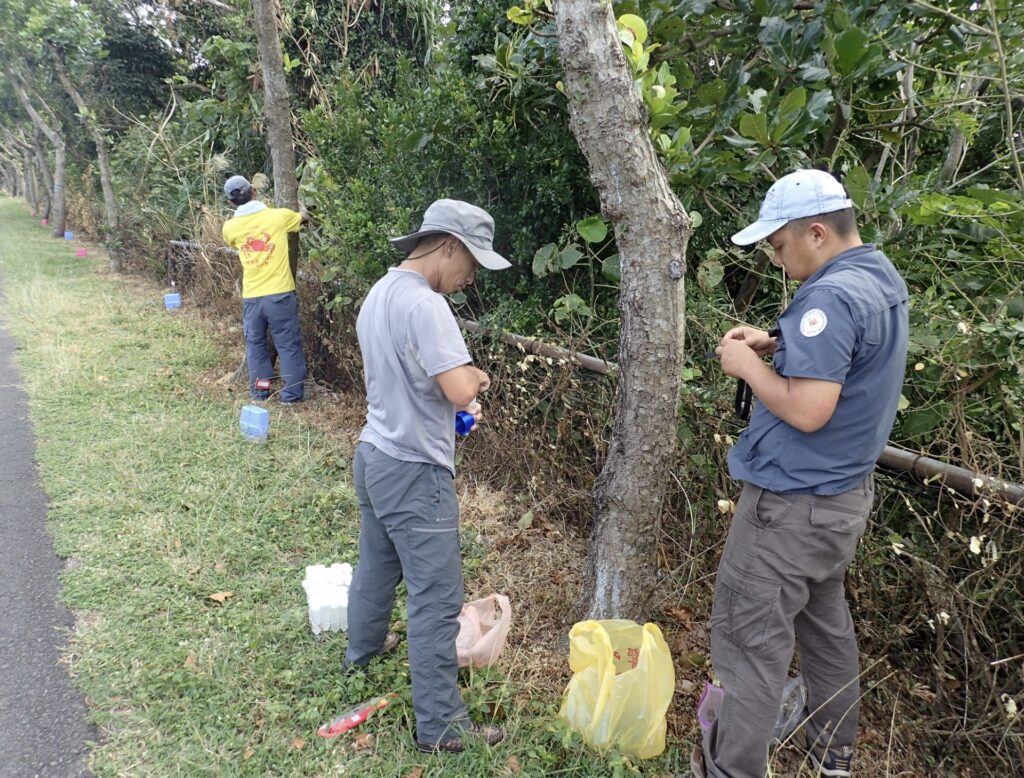 Conducting yellow crazy ant control.