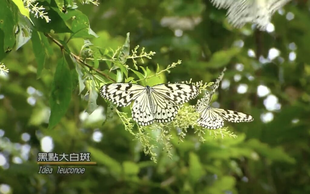 idea leuconoe in nanrenshan