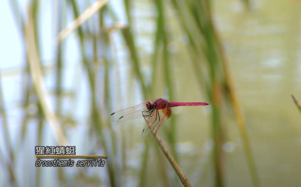 crocothemis servilia