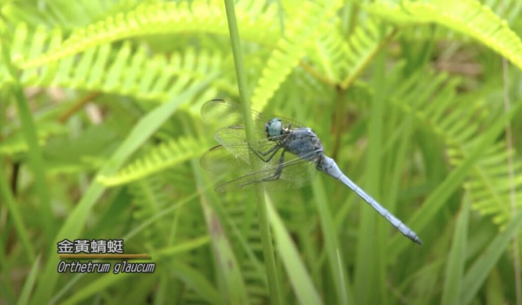 Orthetrum glaucum