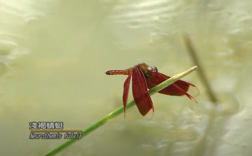 neurothemis fulvia