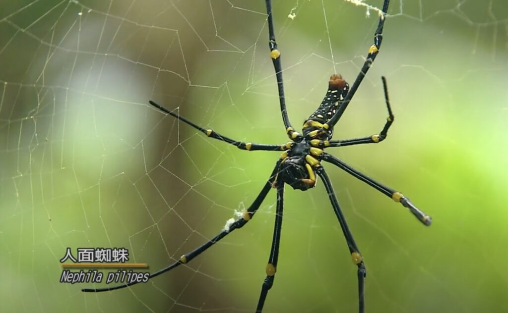 nephila pilipes