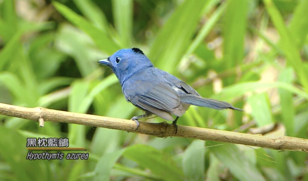 Hypothymis azurea