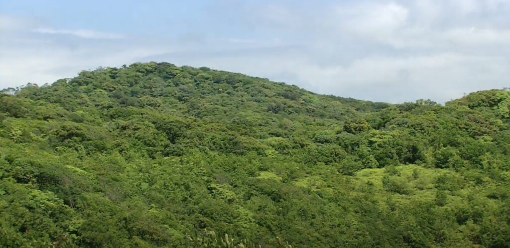 low elevetation forest in taiwan