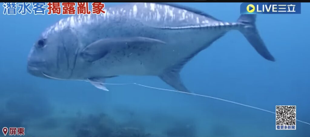 giant trevally with a fishing hook in mouth