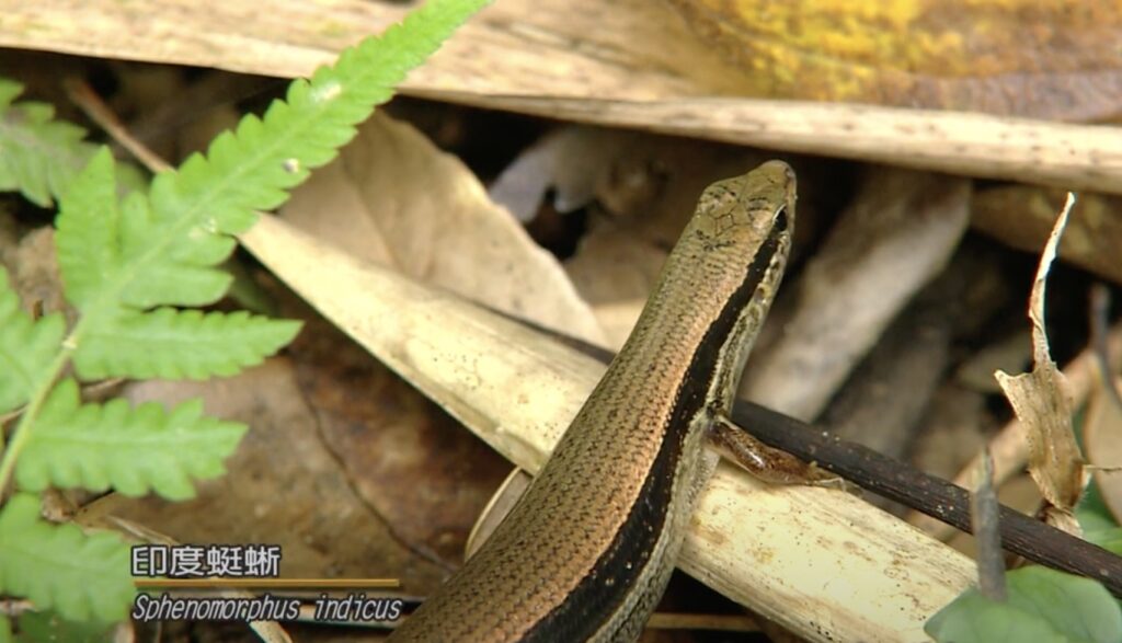 sphenomorphus indicus