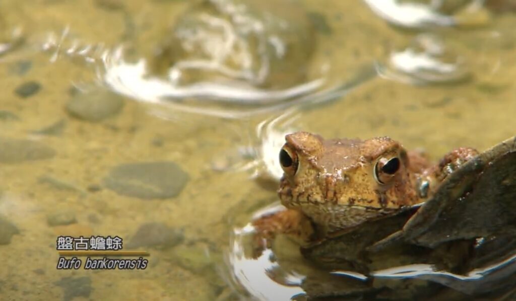 Bufo bankorensis
