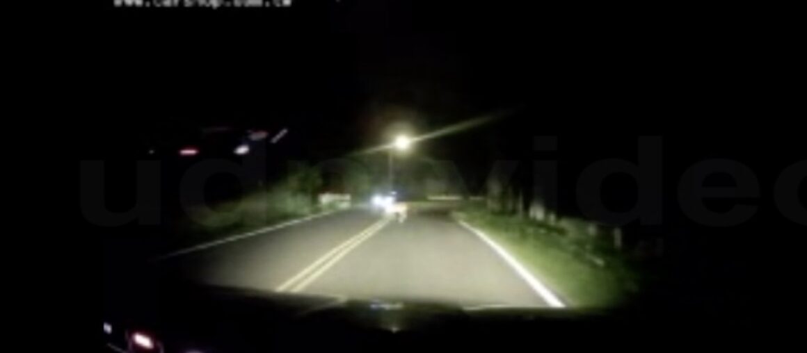 Sika Deer Accidents in Kenting Keep Happening