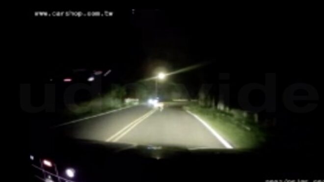 Sika Deer Accidents in Kenting Keep Happening