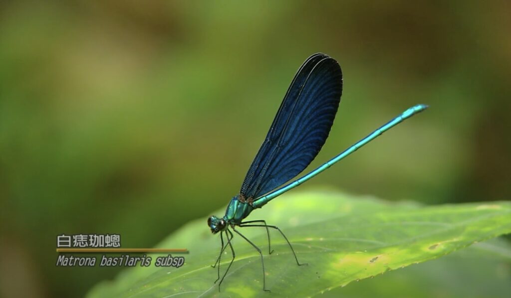 matrona basilaris subsp