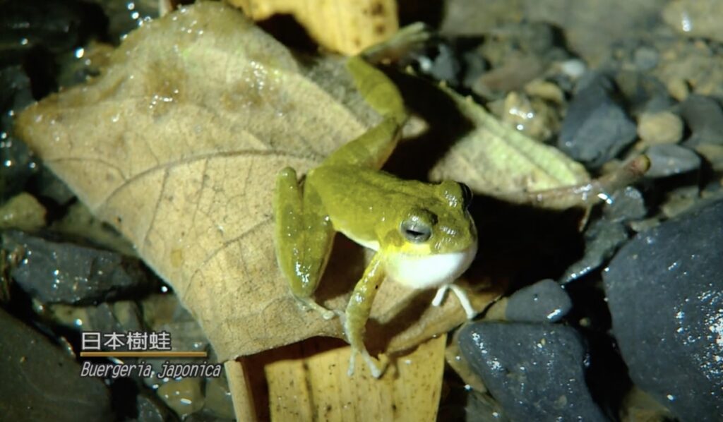 Buergeria japonica