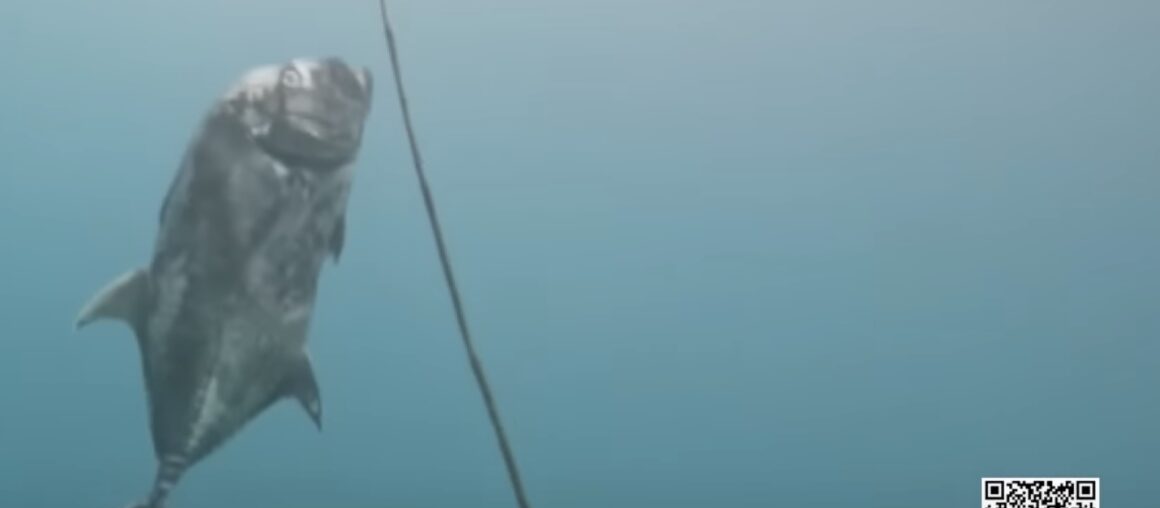 Fatal Hook: Famous Kenting's Giant Trevally Succumbs to Illegal Fishing