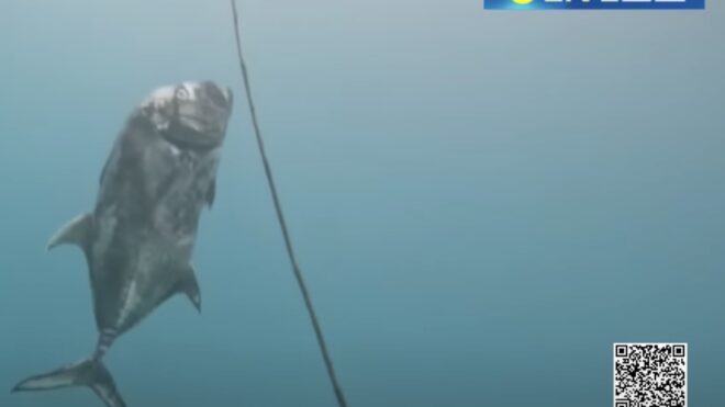 Fatal Hook: Famous Kenting's Giant Trevally Succumbs to Illegal Fishing