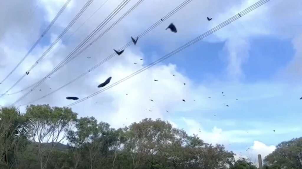 butterflies crossing the road in kenting