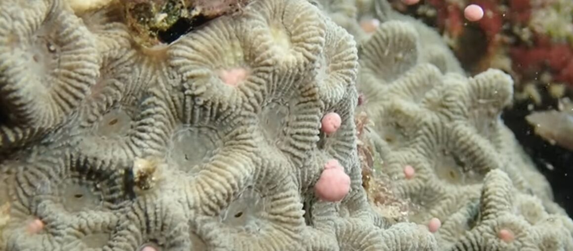 Dreamlike spectacle in Kenting: Massive coral spawning eruption makes underwater beauty resemble a starry sky