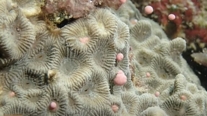 Dreamlike spectacle in Kenting: Massive coral spawning eruption makes underwater beauty resemble a starry sky