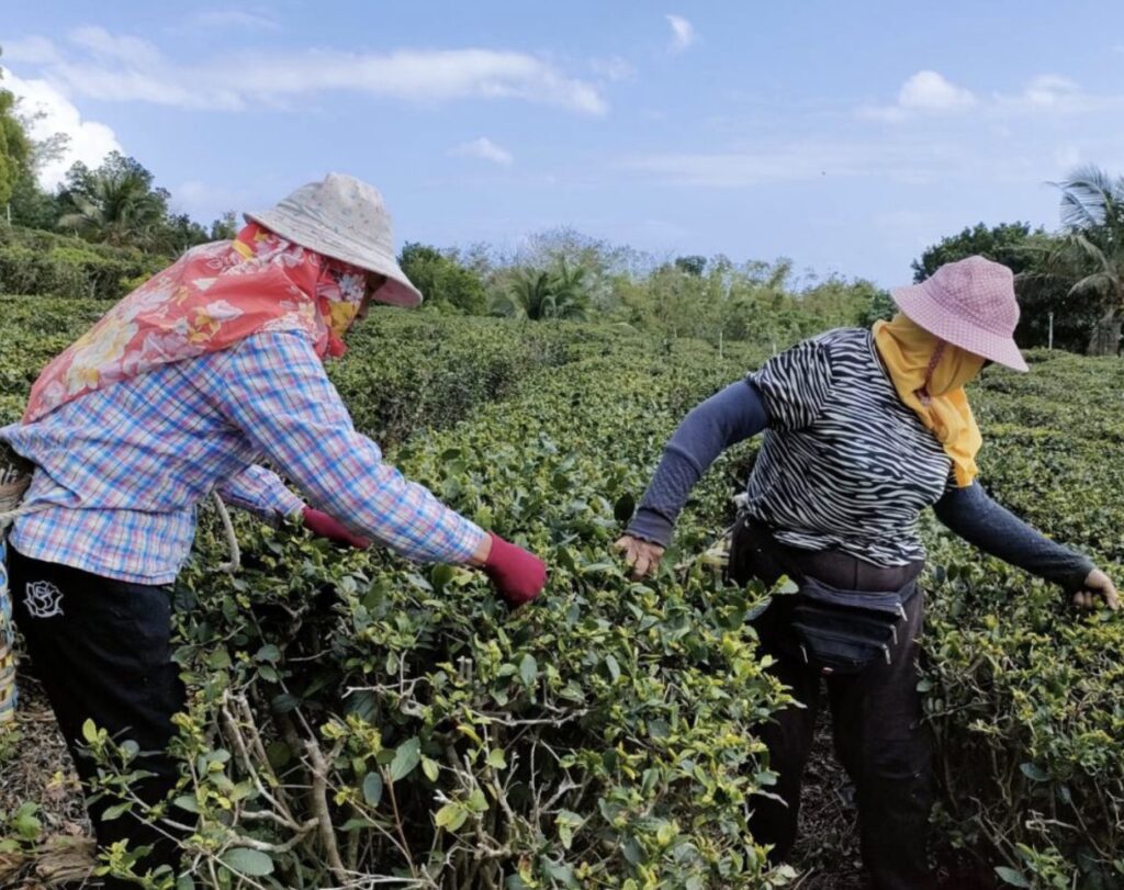 Experienced tea-picking aunties share their knowledge.