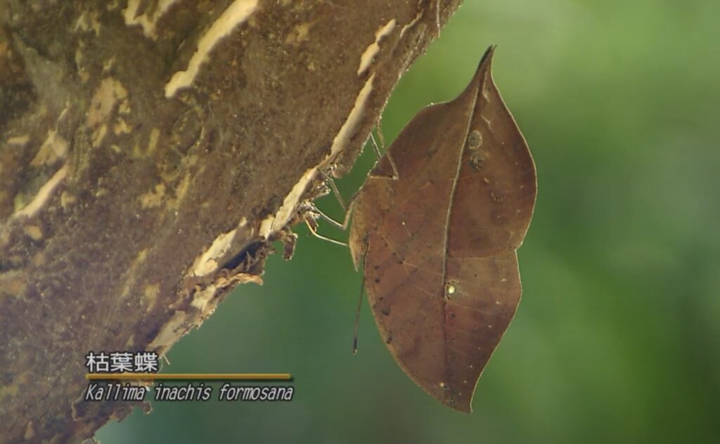 kalima inachis formosana