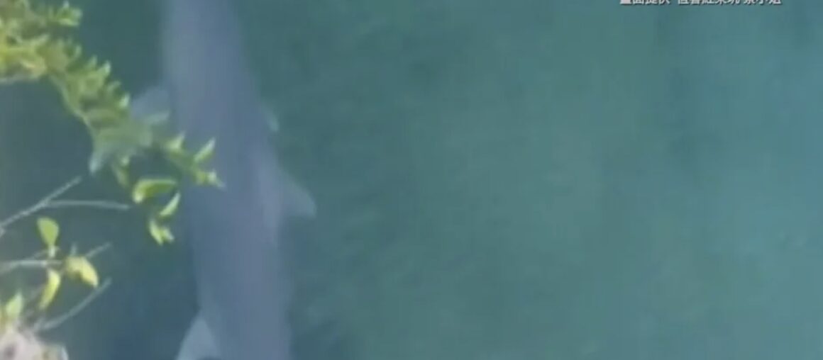 Shark Spotted in Hongchaikeng Fishing Port!
