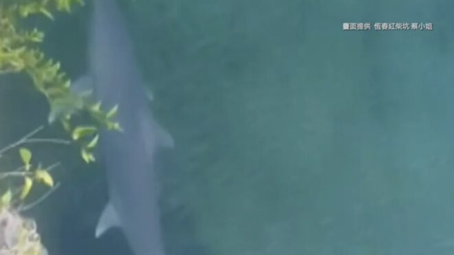 Shark Spotted in Hongchaikeng Fishing Port!