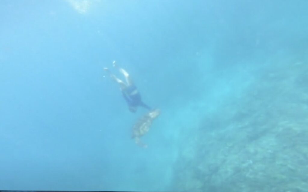 diving tourists touching sea turtles in xiaoliuqiu