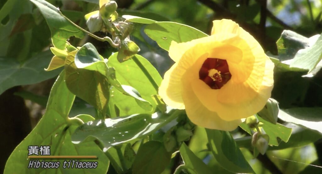 Hibiscus tiliaceus