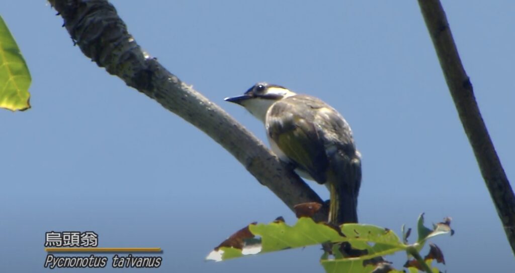 Picnonotus taivanus