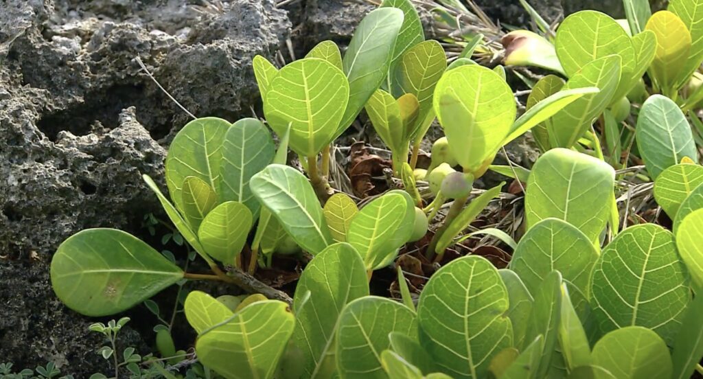 coral reef plants in longkeng