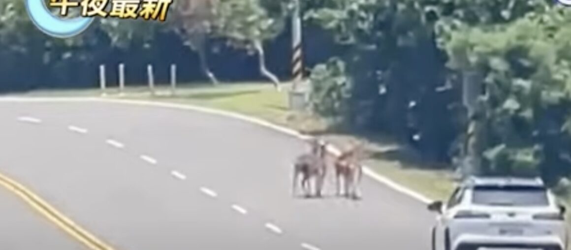Sika Deer Incidents More Frequent in Kenting: Road Planning Includes Installation of Guardrails