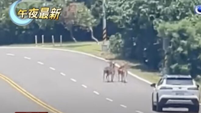 Sika Deer Incidents More Frequent in Kenting: Road Planning Includes Installation of Guardrails