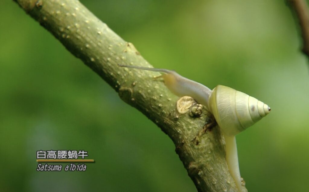satsuma albida