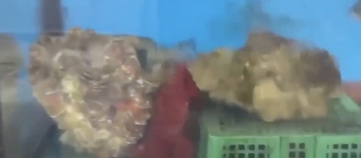 Precious "Giant Clams" Listed as Protected, Yet Seafood Stores in Kenting Are Still Selling Them