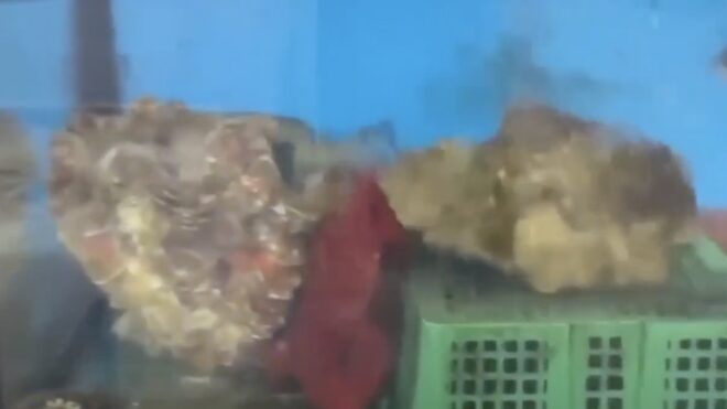 Precious "Giant Clams" Listed as Protected, Yet Seafood Stores in Kenting Are Still Selling Them