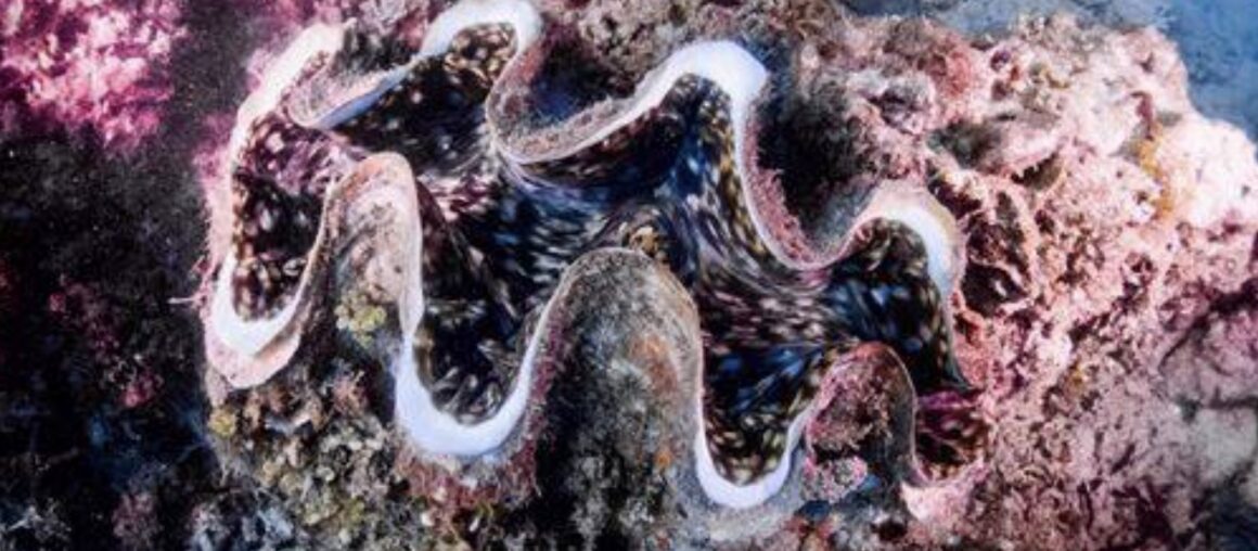 The Gem of the Sea in Houbihu is suspected of having been deliberately stolen by someone