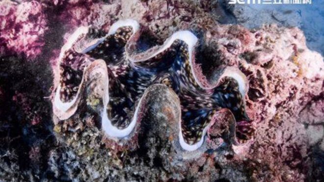 The Gem of the Sea in Houbihu is suspected of having been deliberately stolen by someone