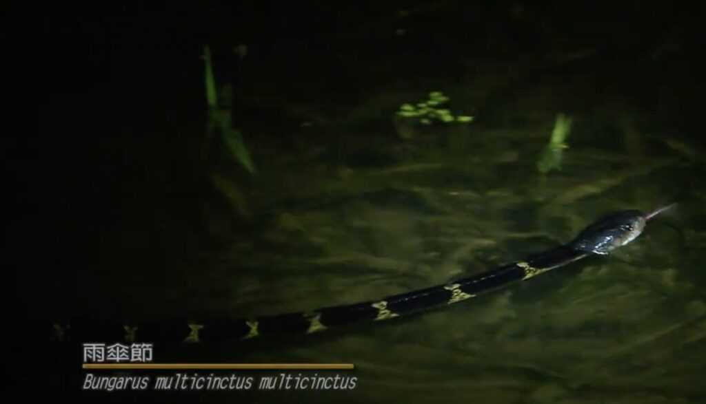 Bungarus multicinctus multicinctus