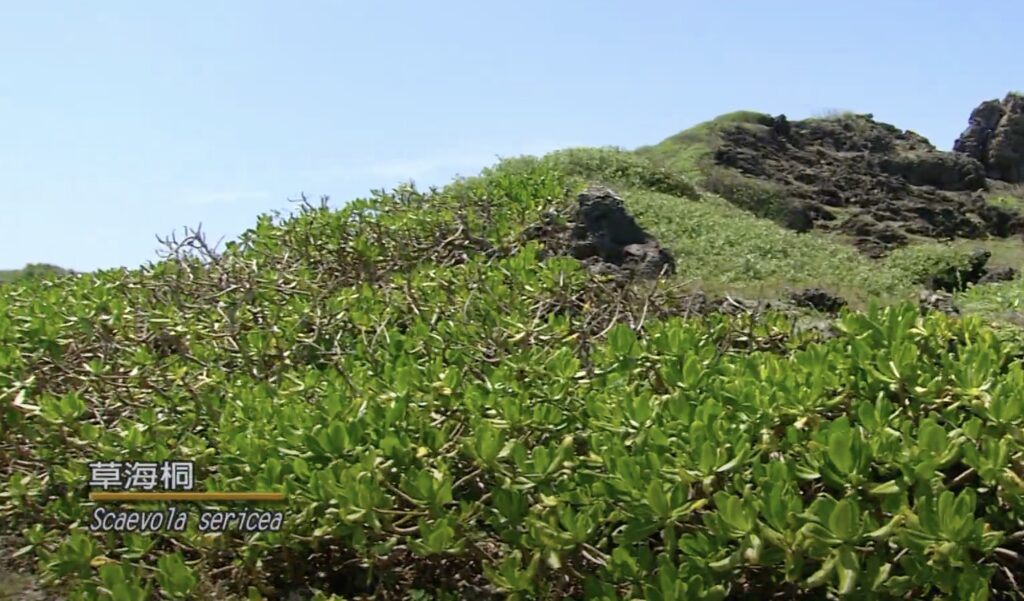 scaevola sericea