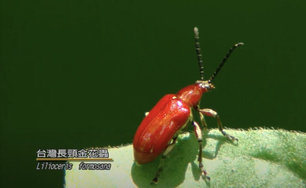Lilioceris formosana in nanrenshan