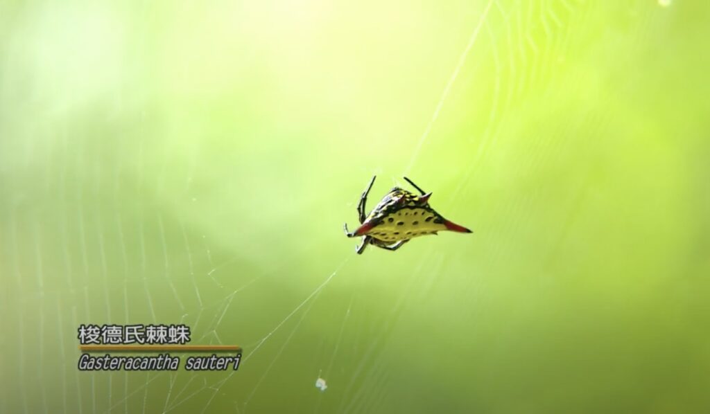 gasteracantha sauteri