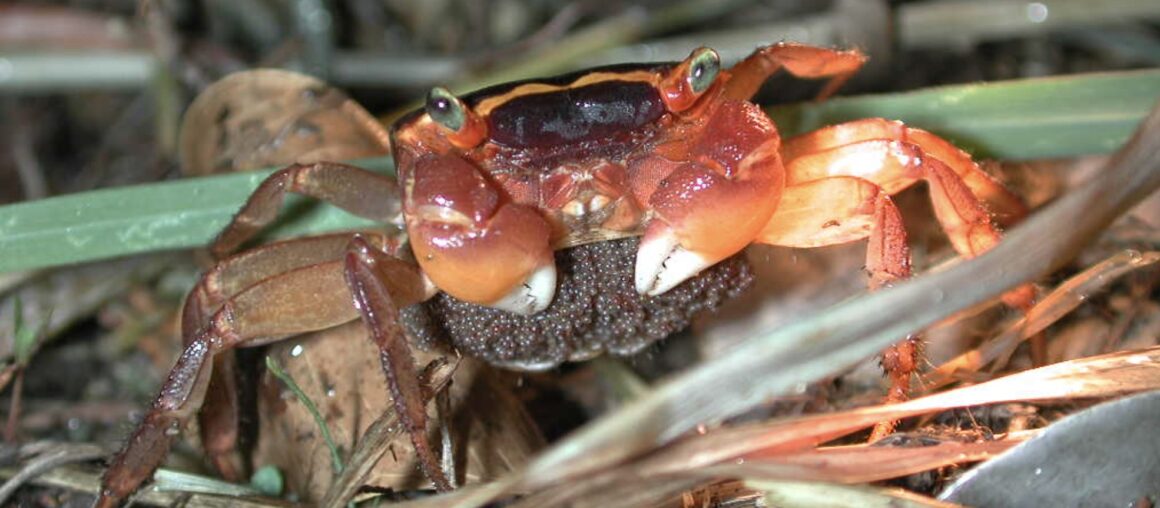 It's the peak season for land crabs in Kenting to cross the road again!