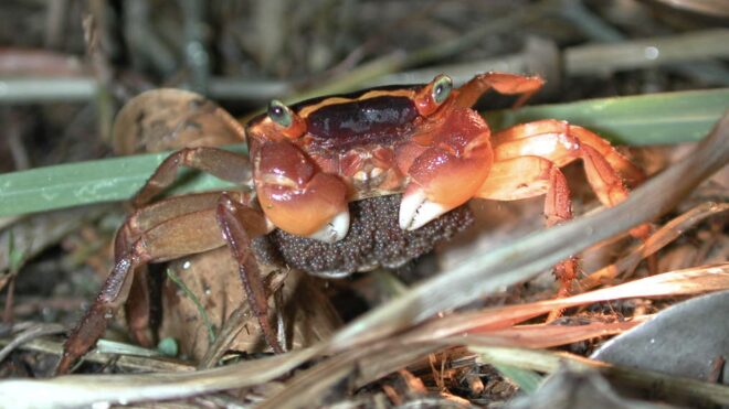 It's the peak season for land crabs in Kenting to cross the road again!