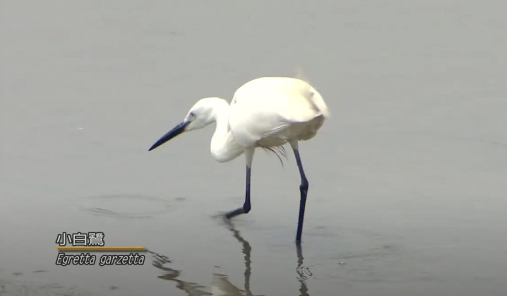 Egretta garzetta
