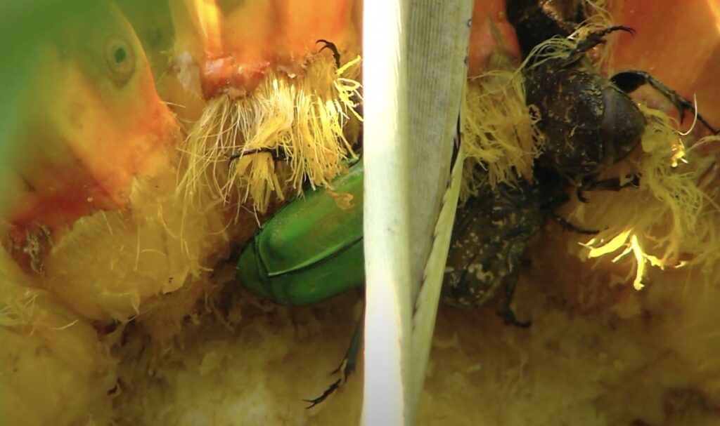 beetles eating pandanus fruit