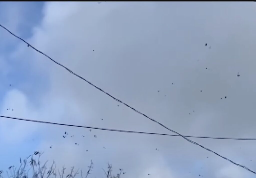 hundreds of thousands of butterflies in kenting